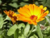 China Calendula P.E. - China Supplier
