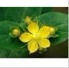 China High Quality St John's Wort - China Supplier