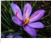 China Crocus sativus - China Supplier