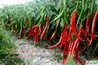 China capsaicin - China Supplier