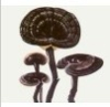 China Reishi mushroom extract,polysaccharide - China Supplier