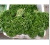 China Parsley Extract - China Supplier