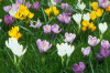China Crocus extract - China Supplier
