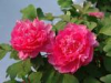 China Peony extract - China Supplier