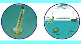 China Bacillus Thuringiensis Israelensis - China Supplier China Bacillus Thuringiensis Israelensis - China Supplier