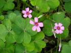 China Red clover extract - China Supplier