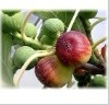 China Fig extract / Ficus carica Linn extract - China Supplier