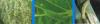 China Bt + Abamectin - China Supplier China Bt + Abamectin - China Supplier
