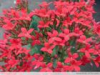 China Rhodiola rosea extract - China Supplier