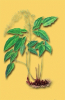 China Epimedium extract - China Supplier China Epimedium extract - China Supplier