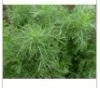 China Artemisinin - China Supplier China Artemisinin - China Supplier