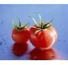 China lycopene from tomato - China Supplier China lycopene from tomato - China Supplier