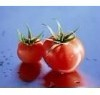 China lycopene from tomato - China Supplier