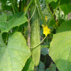 China Cucumber Extract  - China Supplier