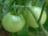 China Tomato extract - China Supplier China Tomato extract - China Supplier