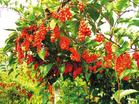China Schisandra extract - China Supplier