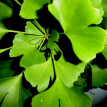China Ginkgo biloba extract powder - China Supplier