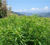 China Andrographis paniculata extract - China Supplier