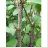 China Resveratrol - China Supplier China Resveratrol - China Supplier