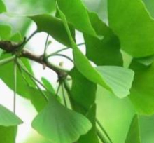 China Ginkgetin - China Supplier