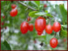 China Wolfberry extract - China Supplier