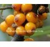 China Sea buckthorn Extract in stock - China Supplier China Sea buckthorn Extract in stock - China Supplier
