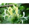 China Chlorogenic acid - China Supplier China Chlorogenic acid - China Supplier