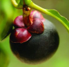 China Mangosteen Extract - China Supplier China Mangosteen Extract - China Supplier