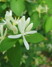 China honeysuckle extract;Chlorogenic acid 25% - China Supplier