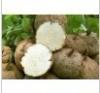 China Pueraria mirifica extract - China Supplier China Pueraria mirifica extract - China Supplier
