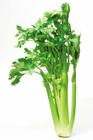 China Apigenin - China Supplier