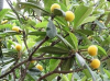 China Ursolic Acid - China Supplier China Ursolic Acid - China Supplier