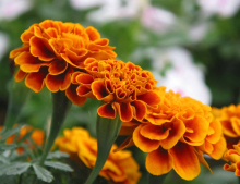 China Lutein - China Supplier