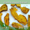 China Giant Knotweed Extract - China Supplier China Giant Knotweed Extract - China Supplier