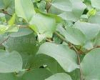China Acetyl-resveratrol - China Supplier