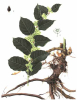 China Resveratrol - China Supplier China Resveratrol - China Supplier