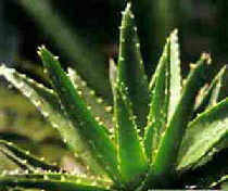 China Aloin - China Supplier