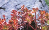 China Rhodiola rosea extract - China Supplier China Rhodiola rosea extract - China Supplier