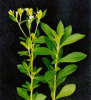 China Stevia - China Supplier