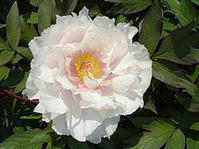 China Paeoniflorin - China Supplier