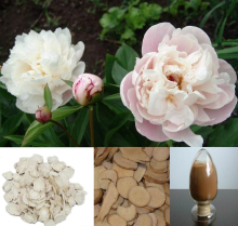 China White peony root extract - China Supplier