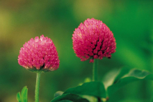 China Red clover extract - China Supplier