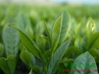 China green tea extract powder with polyphenols - China Supplier