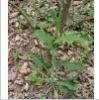 China Chinese thorowax root P.E. - China Supplier China Chinese thorowax root P.E. - China Supplier