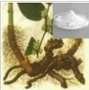China 100% Natural Resveratrol Extract - China Supplier China 100% Natural Resveratrol Extract - China Supplier
