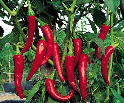 China Capsaicin - China Supplier