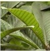 China Loquat leaf extract,Ursolic acid - China Supplier