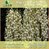 China Yucca Extract - China Supplier