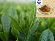 China Green tea extract - China Supplier