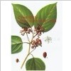 China Japanese Raisin Tree Seed Extract - China Supplier